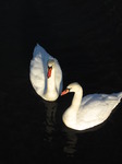 SX12263 Swans on Ogmore river.jpg
